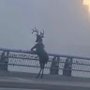 Meet your Posher, Tyrus